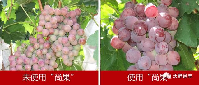 国家重点研发计划产业化「2021国内酶解氨基酸叶面肥的新旗舰」