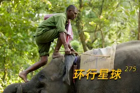 大象足球赛背后的残酷真相，令人唏嘘图片