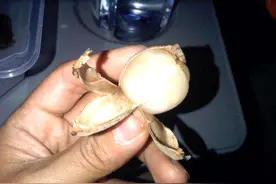 南方常见也常吃的8种水果，外国人却少有耳闻，你吃过其中几种？图片