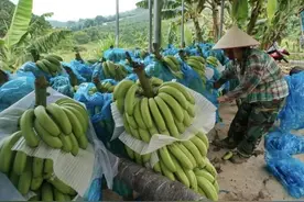 没熟就采摘，泡完“药水”才出售，国内大量种植，依然要进口图片