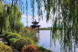 水西公园杨柳拂面、苇花飘扬、月季小朵靓丽如初，数帆台风景独好图片