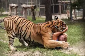 最强壮的男人可以徒手打死成年老虎吗？图片