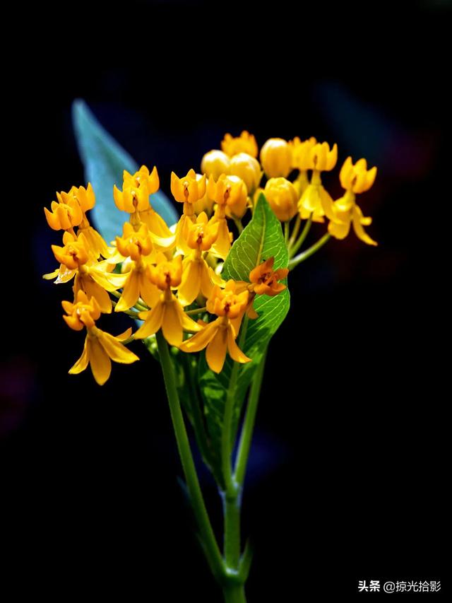 黄冠马利筋金苞花鸡蛋花龙船花闭鞘姜蝴蝶兰鸡冠刺桐卡特兰朱缨花
