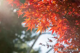 宋词里的秋天，惹人醉也惹人泪图片