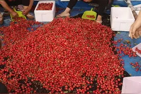 车厘子含有氰化物，氰化物是剧毒，我一天吃43斤车厘子会中毒吗图片