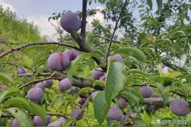 云顶山乡：夏日炎炎，有“李”真甜图片