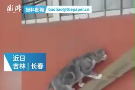 男子为方便流浪猫进家搭楼梯，从2008年坚持到现在图片