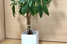 室内常见盆栽绿植扦插技巧，以发财树为例，教你快速繁殖新盆栽图片