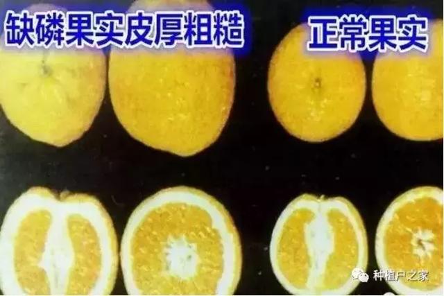 柑桔园缺素预警图，一起来认一认