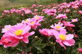 柳河县十三户芍药花谷变成花的海洋，处处皆是醉人之景……图片