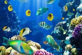 神秘的海底世界图片