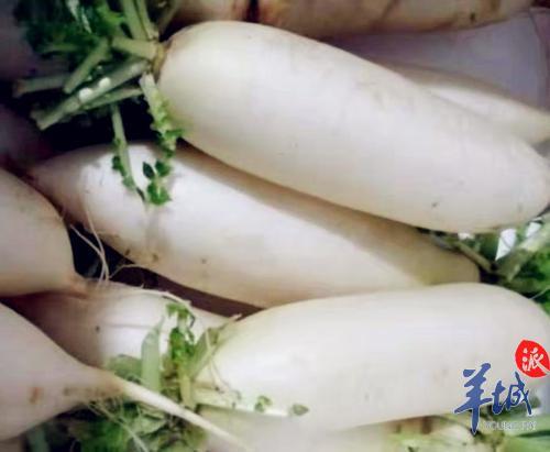 灵芝太子参花胶瘦肉汤 太子参花胶鸡汤