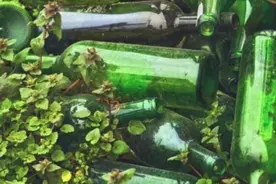 花生地里放酒瓶，看似无厘头，实则有大妙处，网友：高手在民间图片