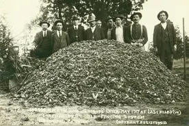 澳洲鼠灾：“整座城市都被老鼠淹没了”图片