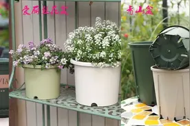 塑料盆里这三款花盆被众多花友青睐，便宜实用，暴晒几年也没事图片