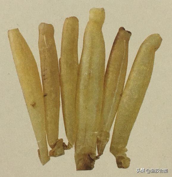 安南花胶 安南花胶是什么鱼