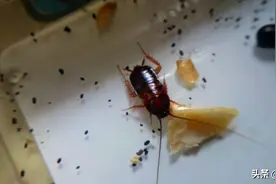 触目惊心！广州记者暗访外卖厨房脏污狼藉，店员：“蟑螂多得是”图片