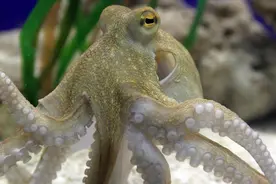 形似外星人的章鱼有多聪明？它们能否变成像人类一样的智慧物种？图片