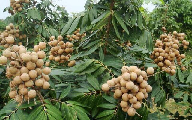 带你了解不一样的水果—龙眼，美味水果之一