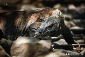 「印尼」现存最大的蜥蜴——科莫多龙图片