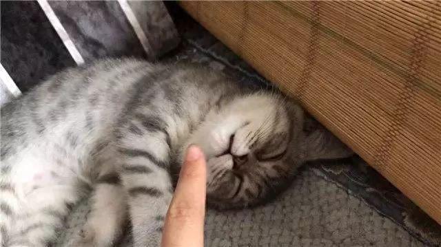 猫的撕碎逾期伤害，教育猫咪的六大原则是什么 配图05
