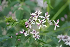 开最素雅的花，结最狠毒的果图片