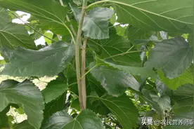 农民当材火烧的桑树枝，炖老母鸡厉害了，解决好多人的烦恼图片
