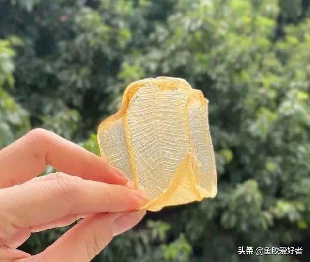 白花胶哪里产的最好 白花胶哪里产的最好功效都一样吗
