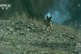 遭全网抵制的导演，到底造了什么孽？图片