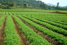 科普知识（1）：百香果扦插好还是种子发芽的好？您知道吗图片