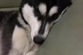 我与二狗二三事图片
