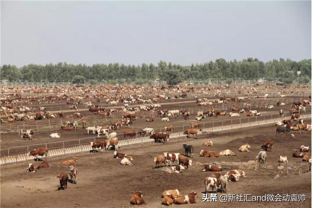 牛票讯息：70年破茧蝶变，通辽以现代农牧业构筑内蒙“粮仓肉库”