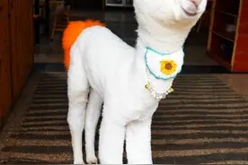 萌羊，不，是狠羊！重庆这只吃辣椒面的羊驼火了：抿衣服吐口水是它的绝活图片