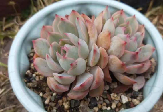 多肉植物夏梦图片(发丝多肉植物图片)-措必培