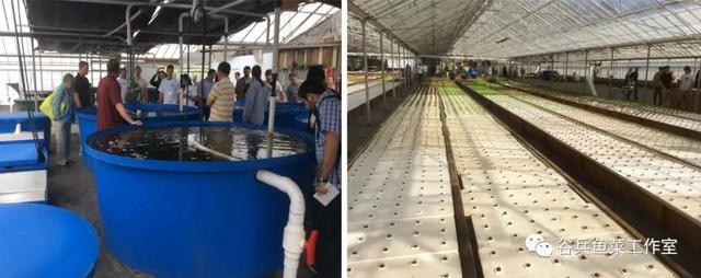 鱼菜共生植物缺素新认知 汇总