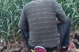 新蒜开挖，1600请人还要看地，挖蒜工人为何如此难找？图片