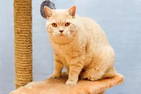 猫咪太胖，铲屎官们应该怎么给它减肥？图片