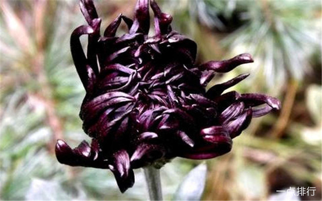 菊花是我国的十大名花之一，菊花的10大常见品种