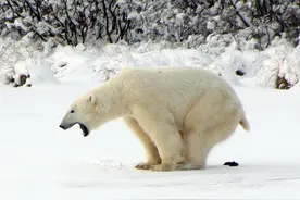 肉吃多了会便秘？北极熊拉屎为啥痛苦地大吼大叫？图片