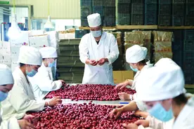 一师七团：“小红枣”远销大市场图片