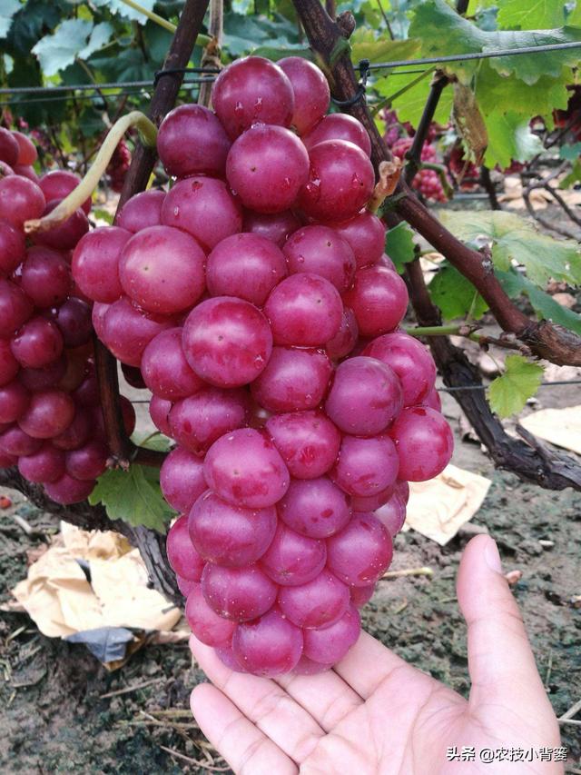 葡萄大小粒，产量品质双降低！7种诱发原因、8种防治方法记心底