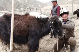 三大项短期提高200磅！神奇练习颠覆规则，脱胎换骨图片