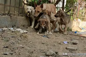 无私狗妈，带着4只小狗向人讨好，母爱终换来收留，安心去了汪星图片