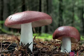 Sbike动植物百科：中国十大名贵食用菌类（蘑菇）图片