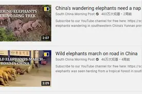 大象会回家吗？全球“粉丝”现在不担心了，因为他们知道“中国这么努力保护它们”图片