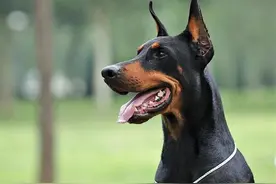 这6种优秀的护卫犬，能养上一条，就不用担心小偷了图片