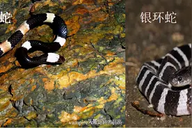 拟态高手！冒充“五步蛇”几乎以假乱真，可惜天衣有缝图片