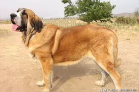 这三种宠物真的不适合养，太凶猛了图片