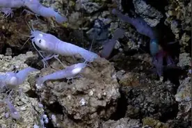 加勒比海的白色盲虾是什么生物？真的能在450℃的环境中生存吗？图片