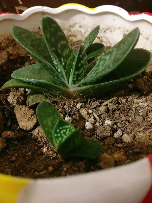 多肉植物元宝花语(多肉植物白凤的花语)-措必培